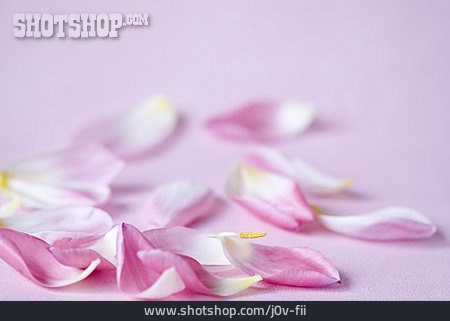 
                Blütenblatt, Tulpenblatt                   