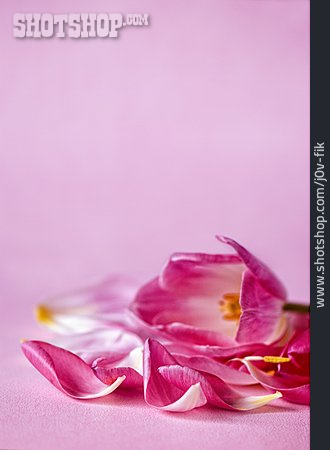 
                Tulpe, Blütenblatt                   