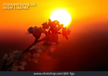 
                Sonnenuntergang, Kirschblüte                   