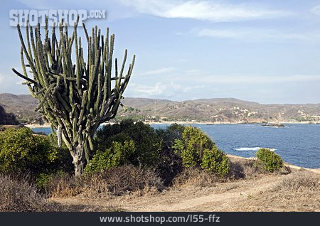 
                Kaktus, Pazifikküste, Oaxaca                   