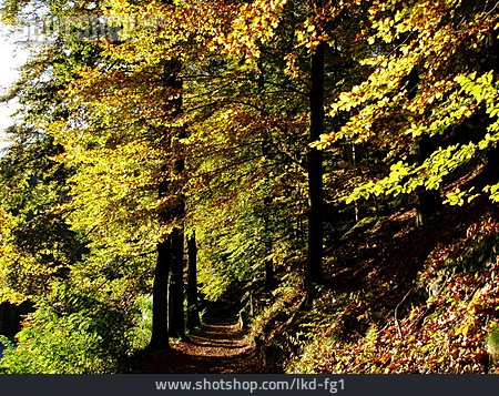 
                Herbst, Waldweg                   