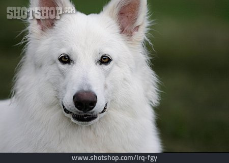 
                Hund, Berger Blanc Suisse, Weißer Schäferhund                   