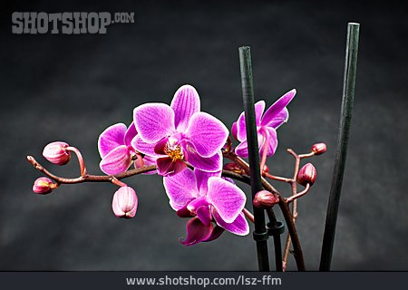 
                Zimmerpflanze, Orchidee, Orchideenblüte                   