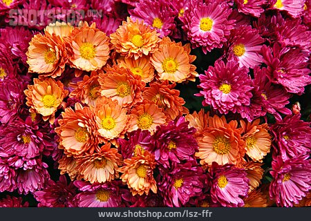 
                Blume, Chrysantheme, Chrysanthemenblüte                   