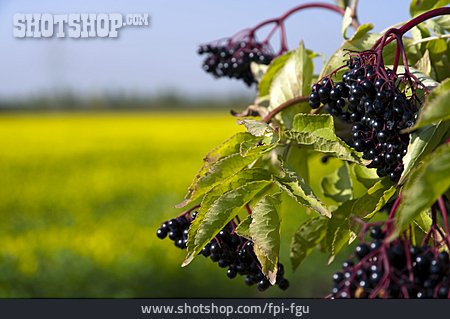 
                Holunderbeere, Schwarzer Holunder                   