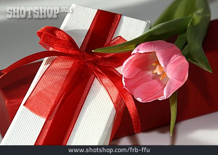 
                Geschenk, Tulpenblüte                   