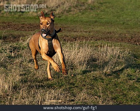 
                Laufen, Hund, Rhodesian Ridgeback                   