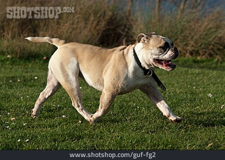 
                Laufen, Hund, Englische Bulldogge                   