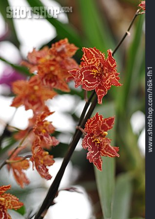 
                Orchideenblüte, Orchideenzweig                   