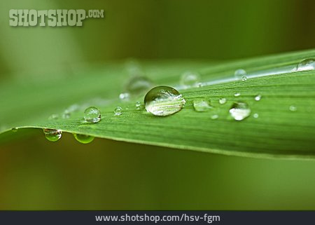 
                Wassertropfen, Pflanzenblatt                   
