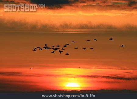 
                Sonnenaufgang, Vogelschwarm                   