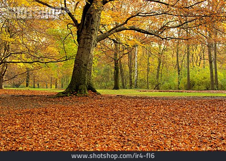 
                Herbstlaub, Laubwald, Rotbuche                   