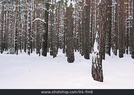
                Winter, Verschneit, Nadelwald                   