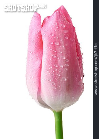 
                Tulpe, Tulpenblüte                   