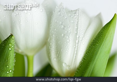 
                Tulpe, Wassertropfen, Tulpenblüte                   