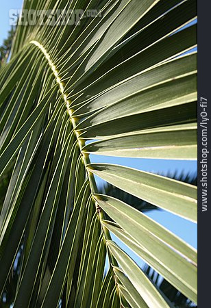 
                Palmwedel, Pflanzenblatt                   