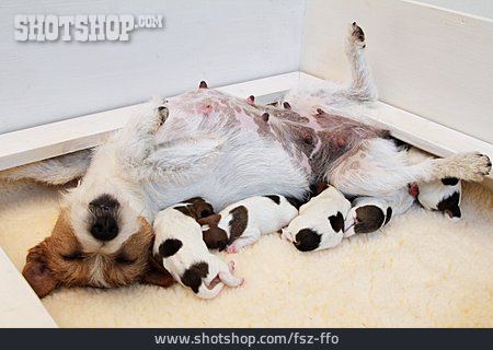 
                Hundewelpe, Parson Russell Terrier, Hundezucht                   
