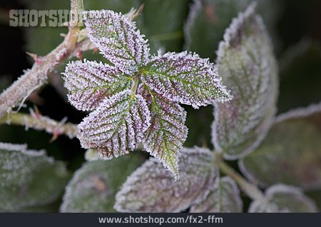 
                Frost, Raureif, Pflanzenblatt                   