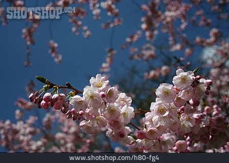
                Kirschblüte, Baumblüte                   