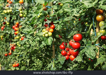 
                Gemüseanbau, Tomatenzucht, Tomatenanbau                   