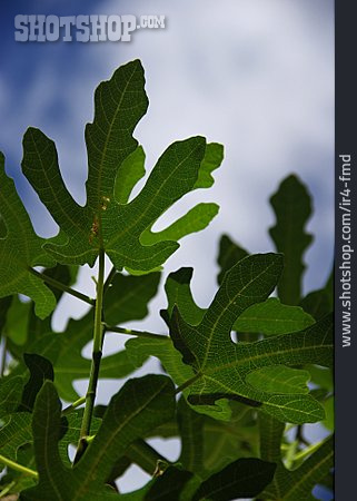 
                Fig Tree, Fig Leaf                   