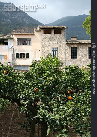 
                Wohnhaus, Mediterran, Orangenbaum                   