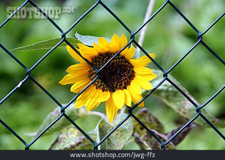 
                Sonnenblume, Maschendrahtzaun                   