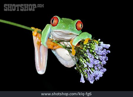 
                Frosch, Rotaugenlaubfrosch                   