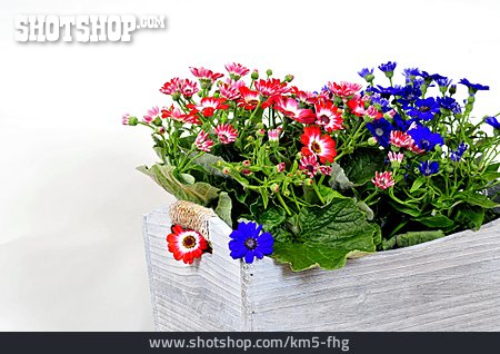 
                Blumenkasten, Topfpflanze, Aschenblume                   