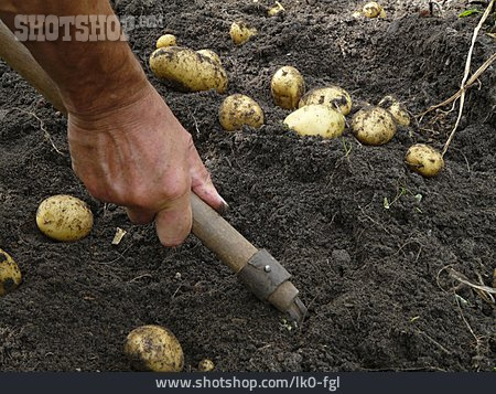 
                Kartoffelanbau, Ernten, Kartoffelernte                   