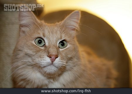 
                Katze, Sibirische Katze                   