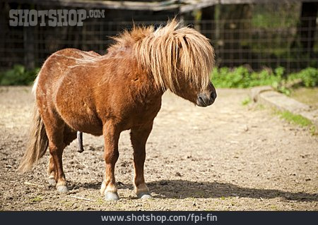 
                Pony, Hengst                   