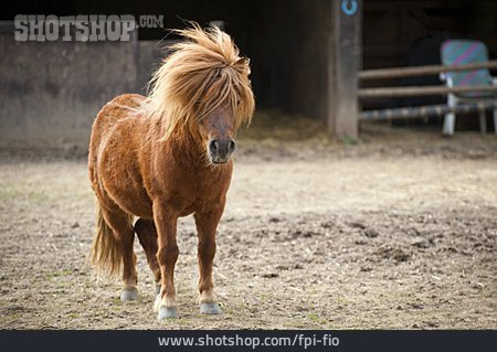 
                Pony                   