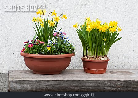 
                Narzisse, Blumentopf, Blumendekoration                   