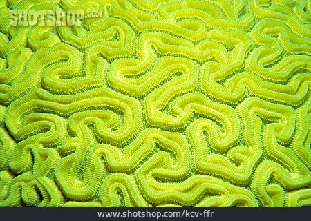 
                Koralle, Faviidae                   