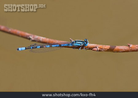 
                Libelle, Azurjungfer                   