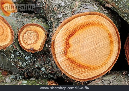 
                Holz, Baumstamm, Jahresring                   