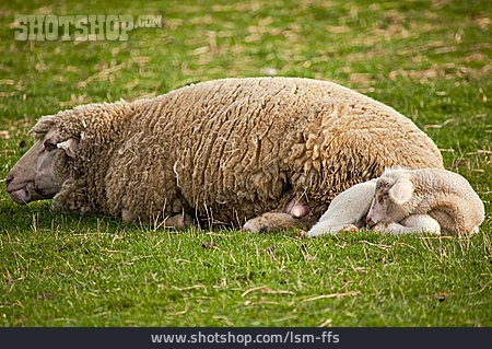 
                Schaf, Muttertier                   