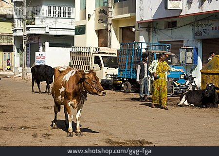
                Städtisches Leben, Kuh, Mysore                   
