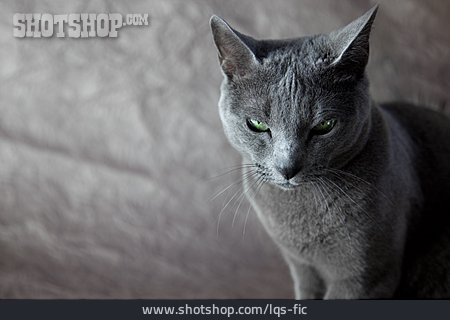 
                Katze, Russisch-blau-katze                   