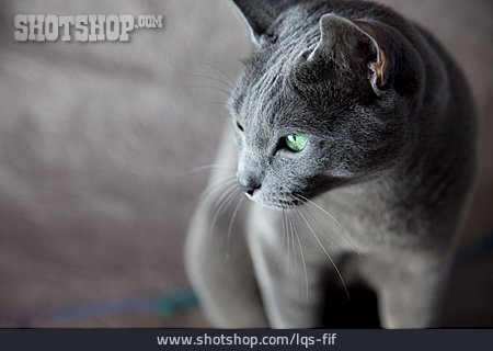 
                Katze, Russisch-blau-katze                   
