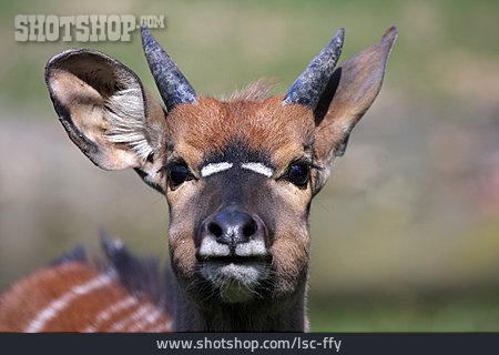 
                Antilope, Nyala                   