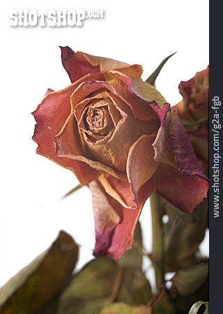 
                Rose, Trockenblume                   