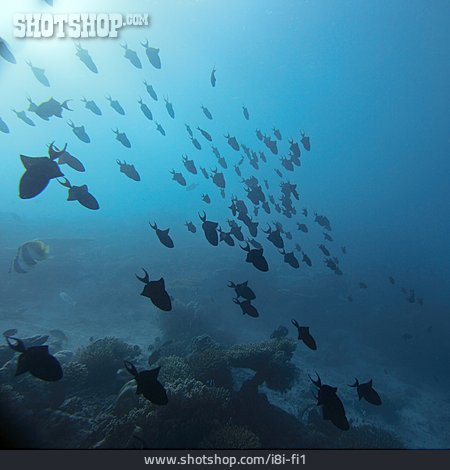 
                Fischschwarm, Malediven, Drückerfisch                   