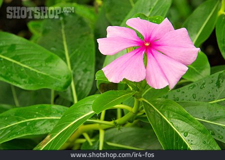 
                Blume, Blüte, Madagaskar-immergrün                   