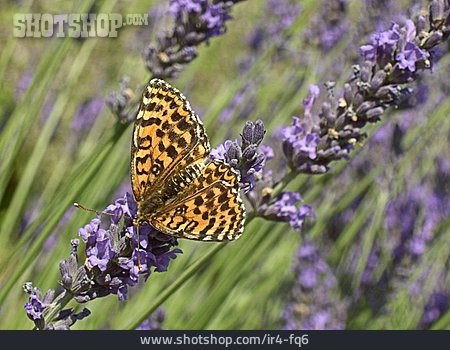 
                Schmetterling, Lavendelblüte, Kaisermantel                   