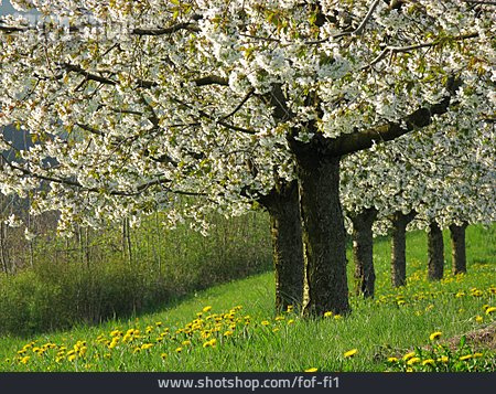 
                Kirschbaum, Frühling, Obstbaum, Obstwiese                   