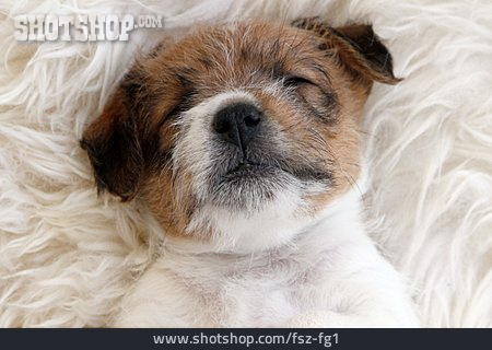 
                Hund, Welpe, Parson-russell-terrier                   