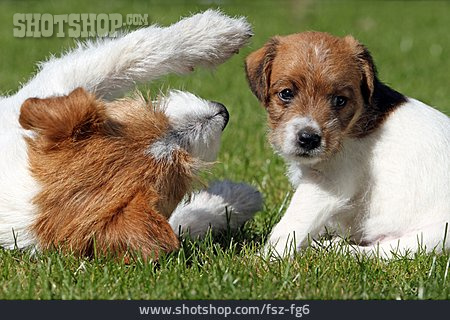 
                Hundewelpe, Parson Russell Terrier, Muttertier                   