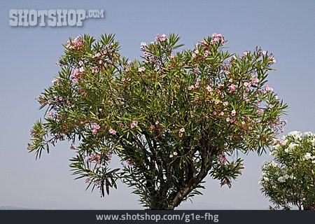 
                Oleander                   